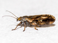 Arytaina genistae